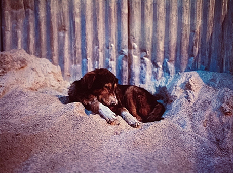 duetart - Charlotte Dumas, Robert Devriendt, Hellen Van Meene